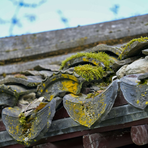 moss on a tiled roof