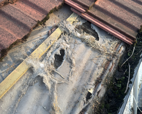 Hidden roof underlay and nesting debris found beneath tiles Lifted roof tiles revealing damaged underlay and nesting debris at the eaves