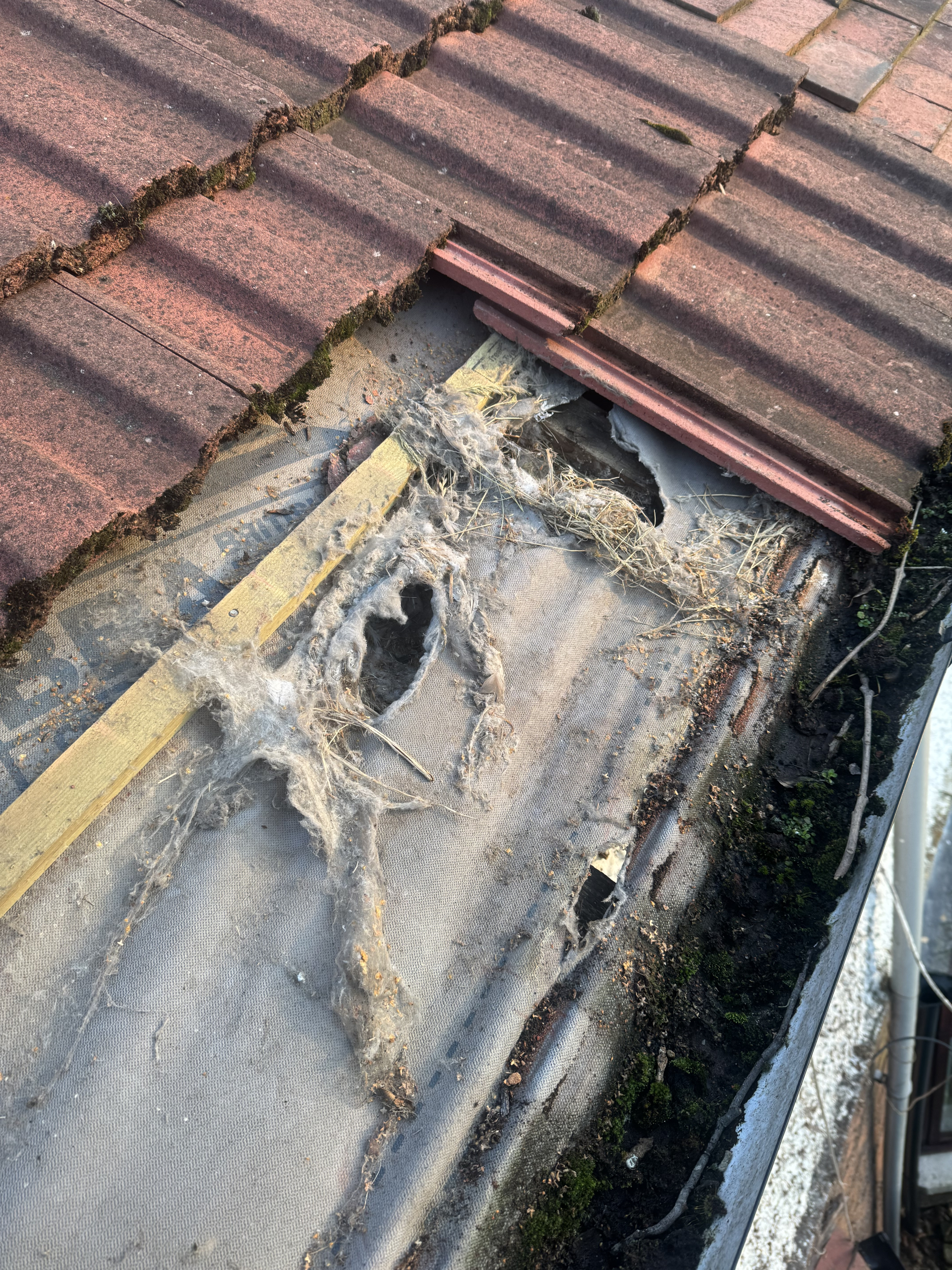 Lifted roof tiles revealing damaged underlay